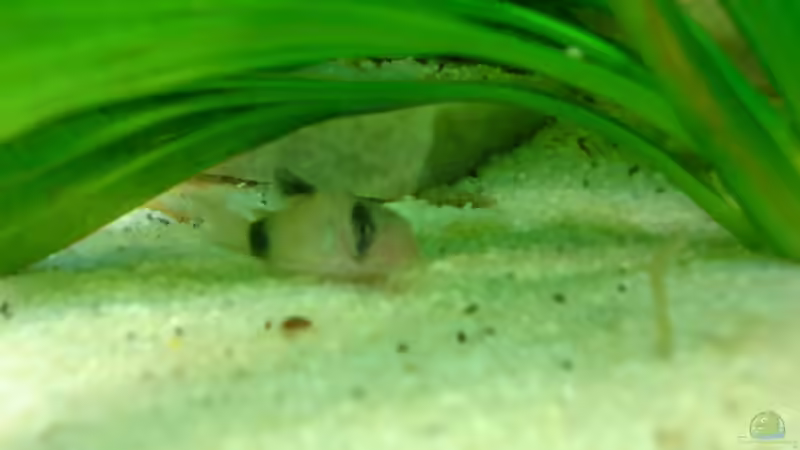 Panda-Panzerwels von Marcel Beilfuss (6)