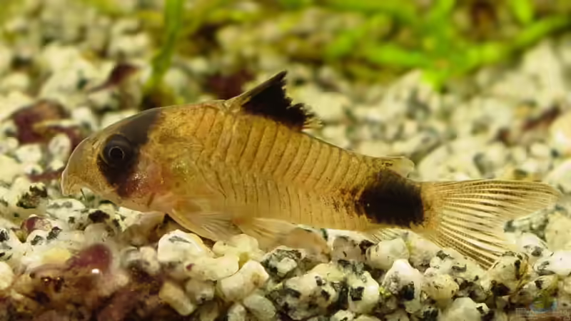 Panda-Panzerwels von Nelly Lüscher (10)