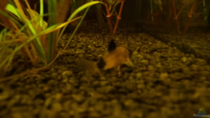 Panda Panzerwels von Sascha Görtemöller (6)