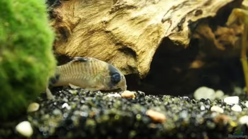 Panda-Panzerwels von Stony (6)