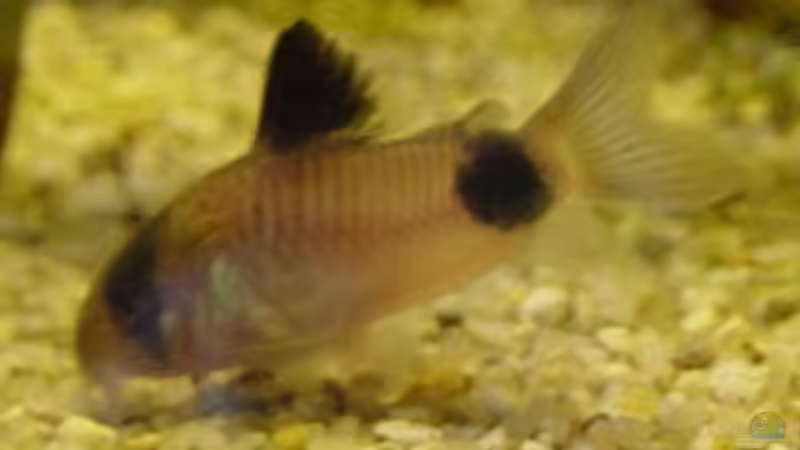 Panda Panzerwels von The_Lizardking (16)