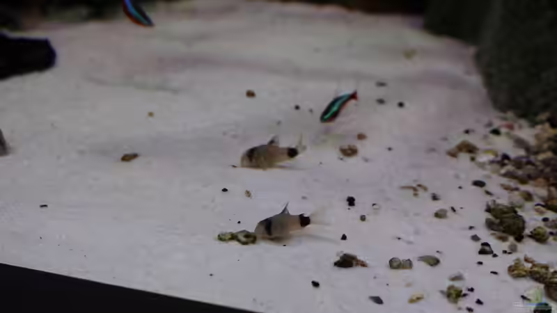 Panda Panzerwels von Wabi (29)