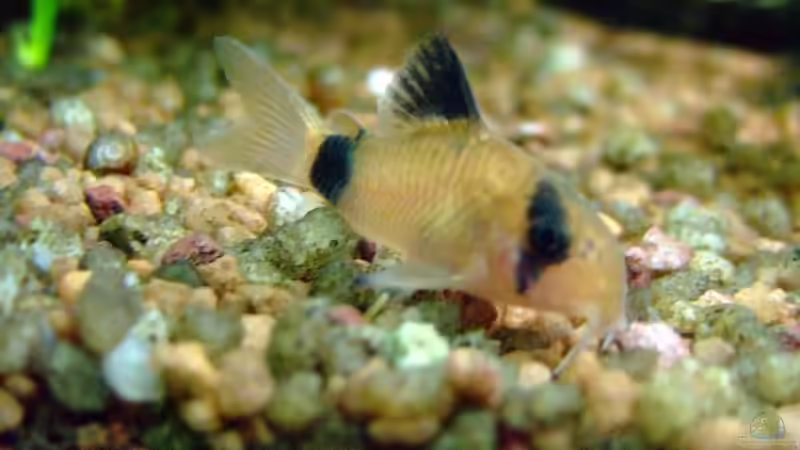 Panda-Panzerwels von Wolfgang Röhken (21)