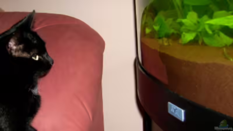 Panda-Panzerwelse und eine hungrige Katze :-D von Phantom (17)