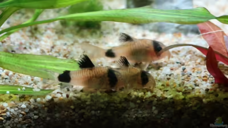 Panda Panzerwelse v. 11.5.2020 von ernst11 (44)