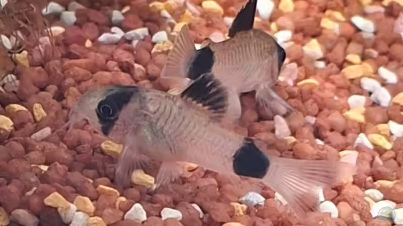 Panda Panzerwelse von ernst11 (36)