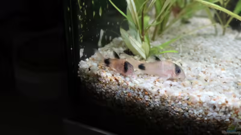 Panda-Panzerwelse von ernst11 (50)