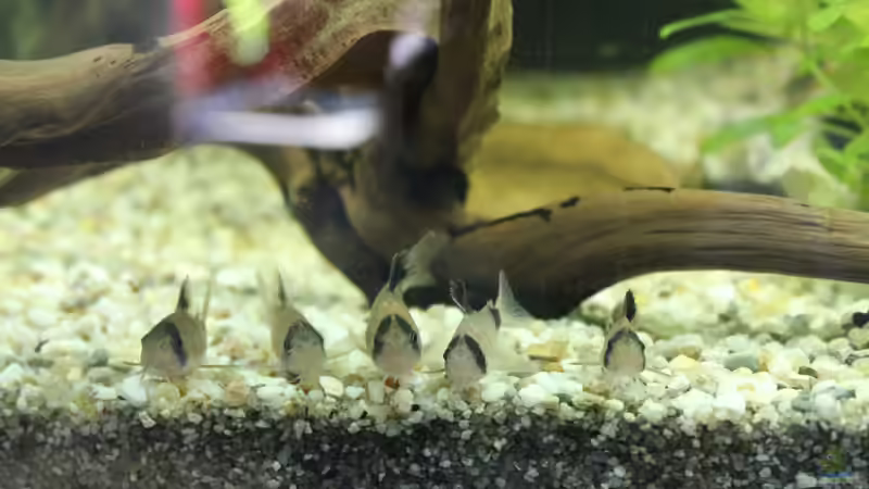 Panda-Panzerwelse von ESA_72 (31)