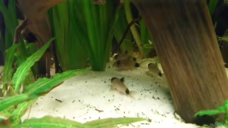 Panda-Panzerwelse von Jan S. (19)