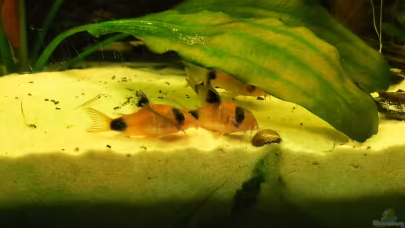 Panda-Panzerwelse von Jan S. (38)