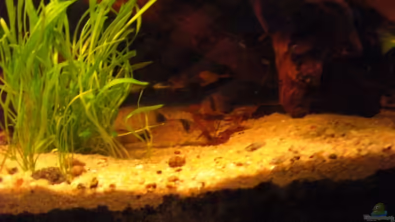 Panda Panzerwelse von Sebastian Ogorek (12)