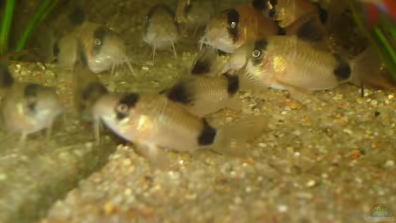 Panda-Panzerwelse von *Thorsten* (31)