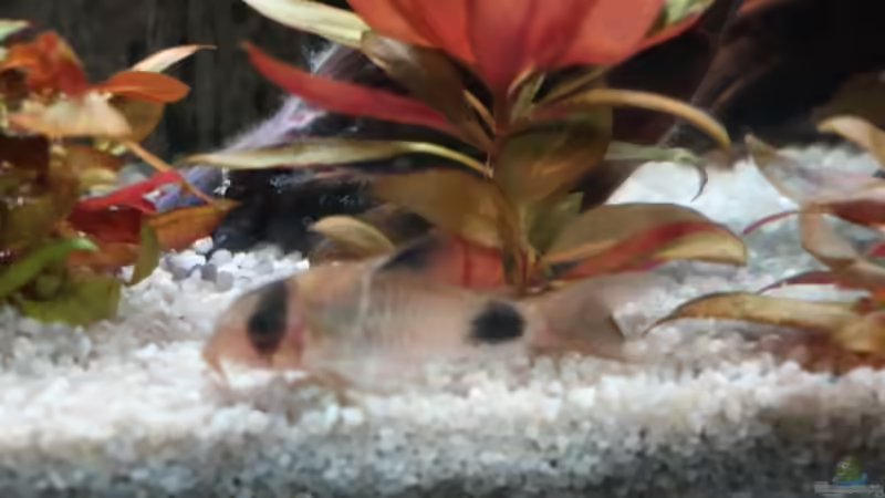 Aquarien für Corydoras panda (Panda-Panzerwels)
