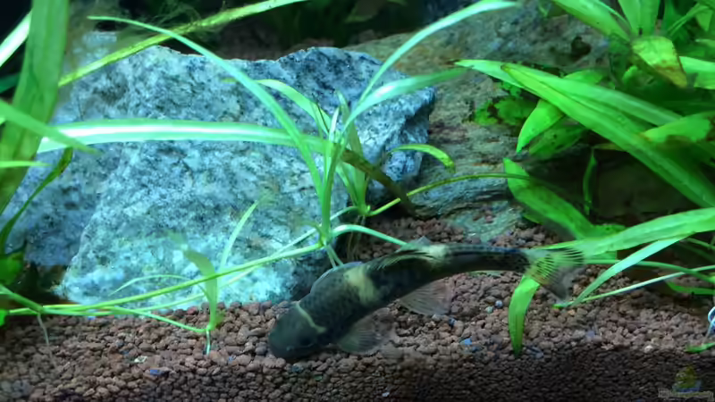 Panda Prachtalgenfresser von Fliegerle (11)