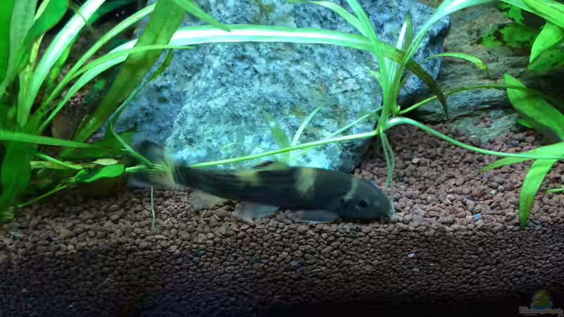 Panda Prachtalgenfresser von Fliegerle (12)