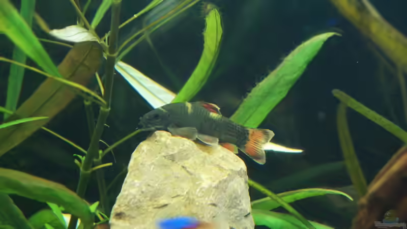 Panda Prachtalgenfresser von Kevin K. (15)