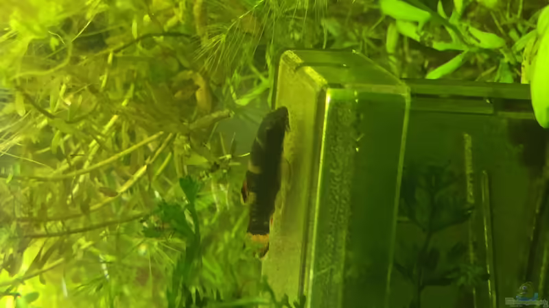 Panda Saugbarbe von DavidK31 (17)