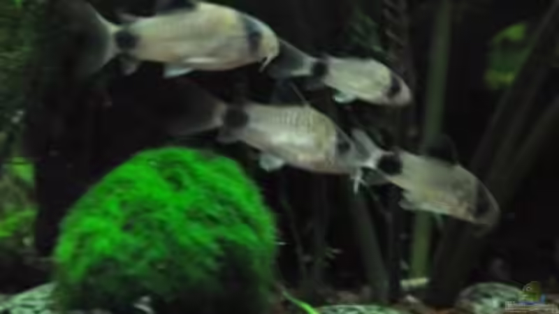 Panda Schwimmtruppe von Garfield (35)