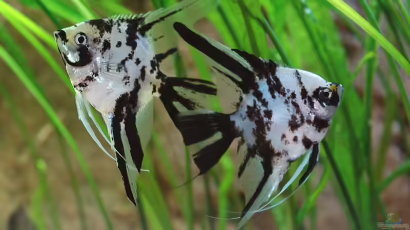 Panda-Skalare von Stefan Hoffmann (22)