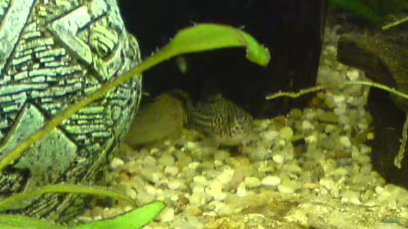 Panda und Leopard Panzerwels von Dornauge xxl (28)