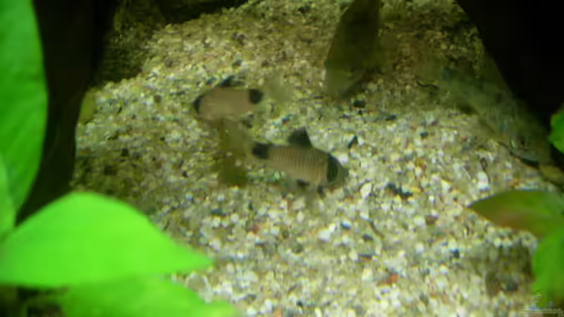 Panda und Paleatus.Pflegeleichte Gesellen von Bazzi (59)