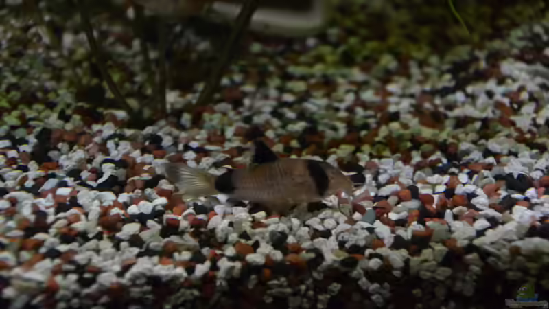 Panda von Der Küstenjunge (42)