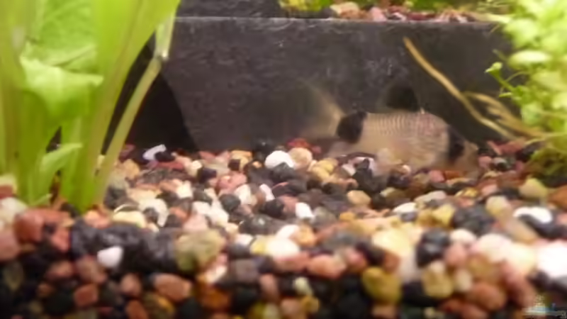 Panda von Mr.Zogs (11)