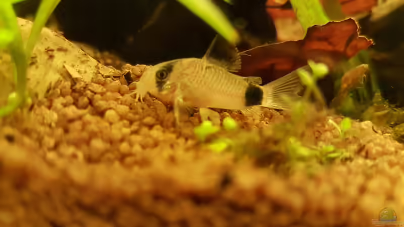 Panda Wels  von Kevin Engelsberger (36)