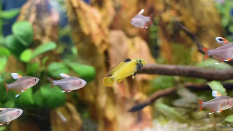 Panda Zwergbuntbarsch das zweite Weibchen  von Acki50 (34)