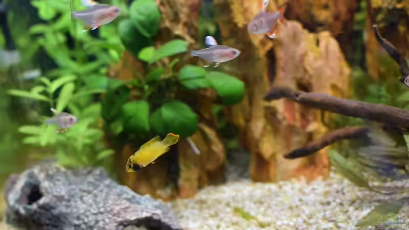 Panda Zwergbuntbarsch das zweite Weibchen  von Acki50 (35)