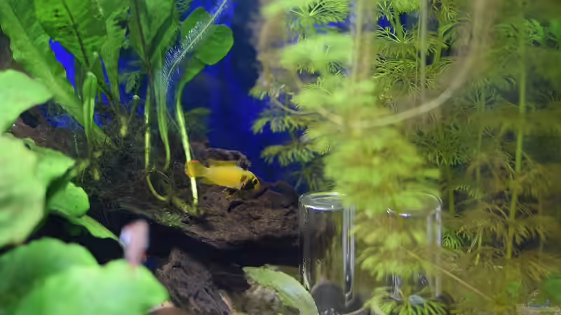 Panda Zwergbuntbarsch dominantes Weibchen über ihrer Höhle von Acki50 (32)