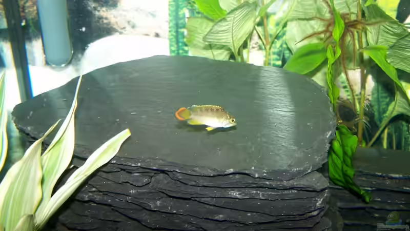 Panda Zwergbuntbarsch Mänchen (Apistogramma nijsseni) von KoRnViper (20)