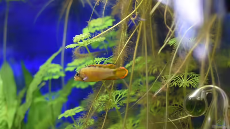 Panda Zwergbuntbarsch Männchen von Acki50 (31)