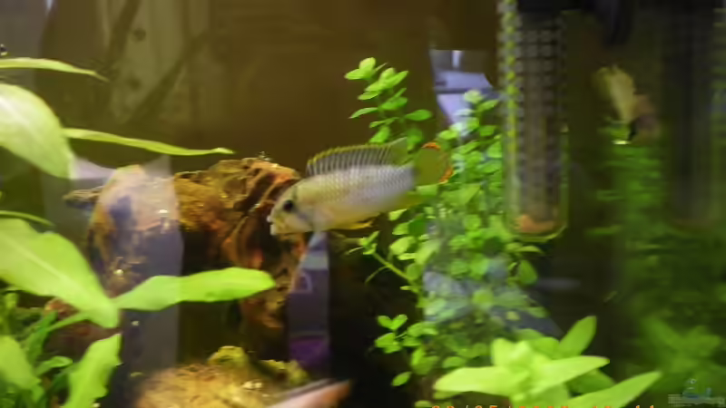 Panda-Zwergbuntbarsch von Manuel Well (11)