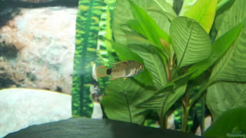 Panda Zwergbuntbarsch Weibchen (Apistogramma nijsseni) von KoRnViper (21)