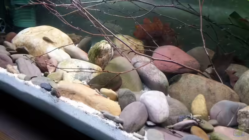 Pandabachschmerlen  von Miss Kasimir (31)