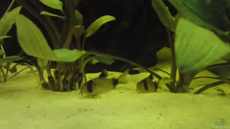 Aquarien für Corydoras panda (Panda-Panzerwels)