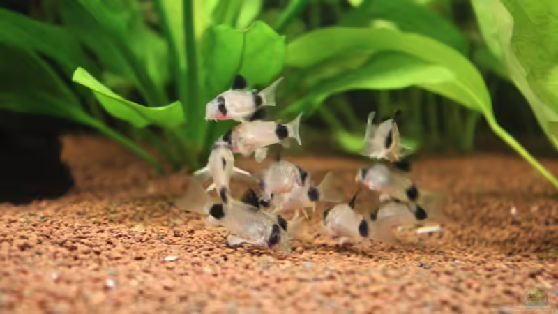 Pandagruppe von urml87 (35)