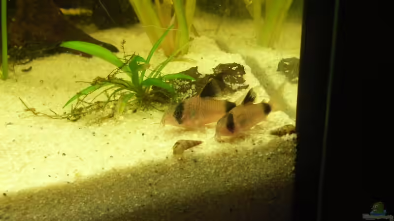 Pandapaar ^^ von Fabian Springer (7)