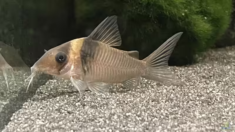 Pandapanzerwels?? Bin mir da nicht sicher…. von Thilo (43)