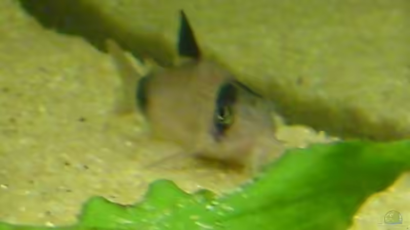 Pandapanzerwels (Corydoras Panda) (4.6.2008) von Domi (25)