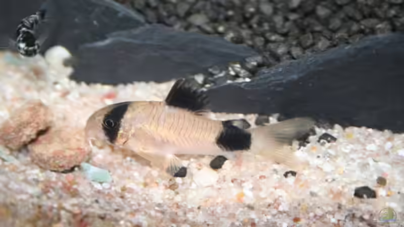 Pandapanzerwels von Alexander Engel (28)