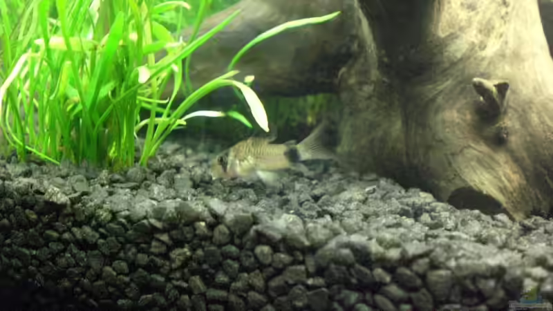 Pandapanzerwels von Marcel Szesny (5)