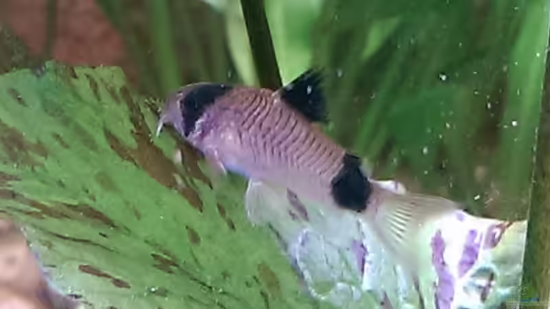 Pandapanzerwels von Ottche (197)