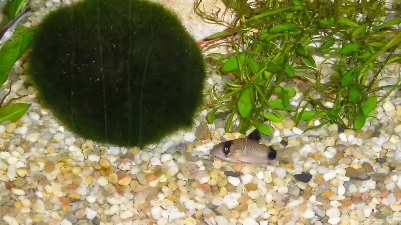 Pandapanzerwels von Silke Schmidt (3)