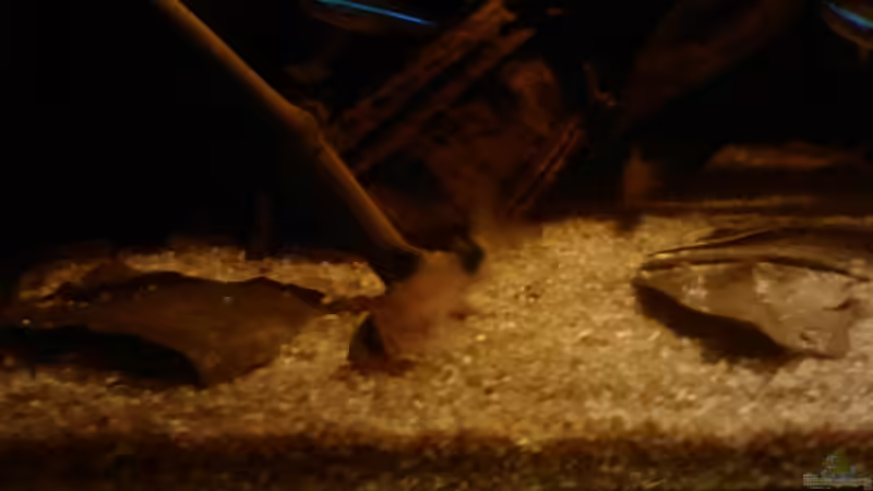 Pandapanzerwels(corydoras panda) von Zugbremser72 (12)