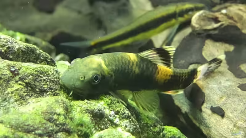 Aquarien mit Algenfresser (Algenfressende Fische oder Wirbellose)