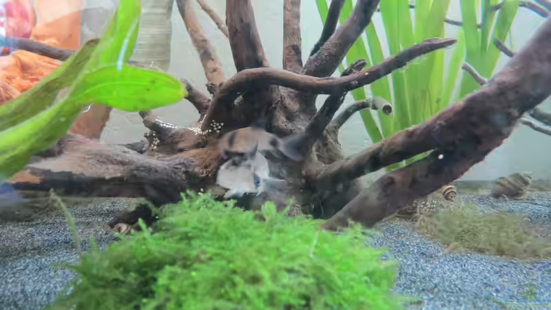 Pandas am Toben von Skalarjoe (47)