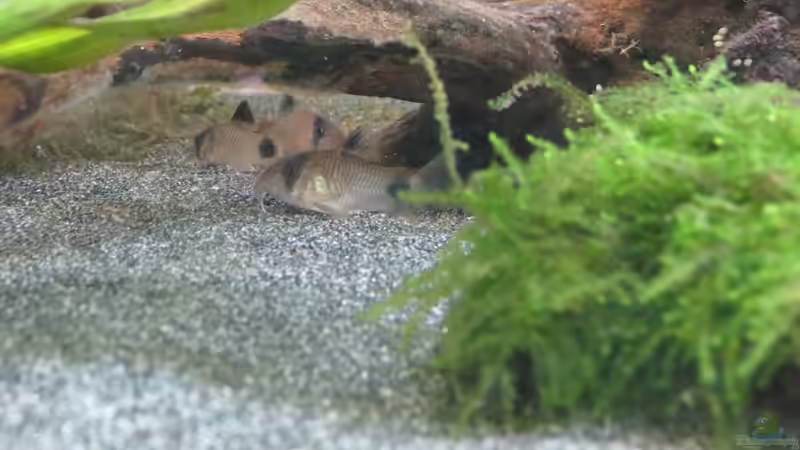 Pandas auf ihrem Lieblingsplatz von Skalarjoe (46)