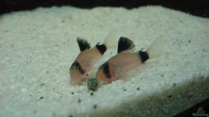 Pandas beim futtern von Stephan (8)